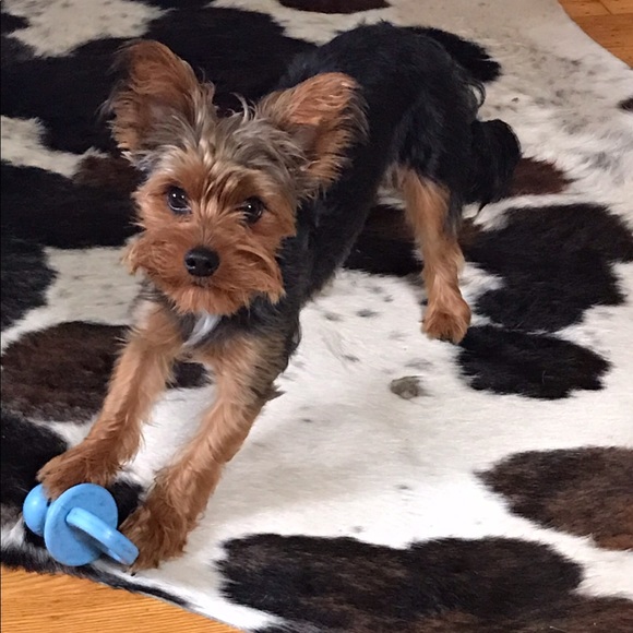 I’ll do anything for my fur baby.. Welcome CoCo - Picture 7 of 7